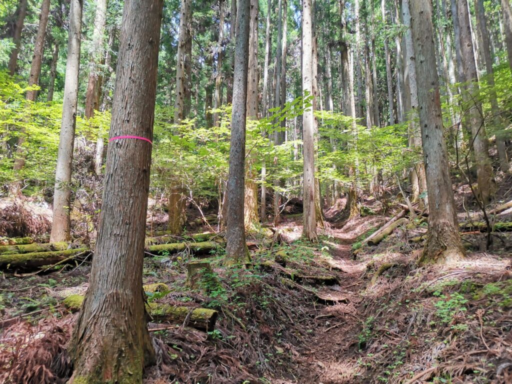 登山道