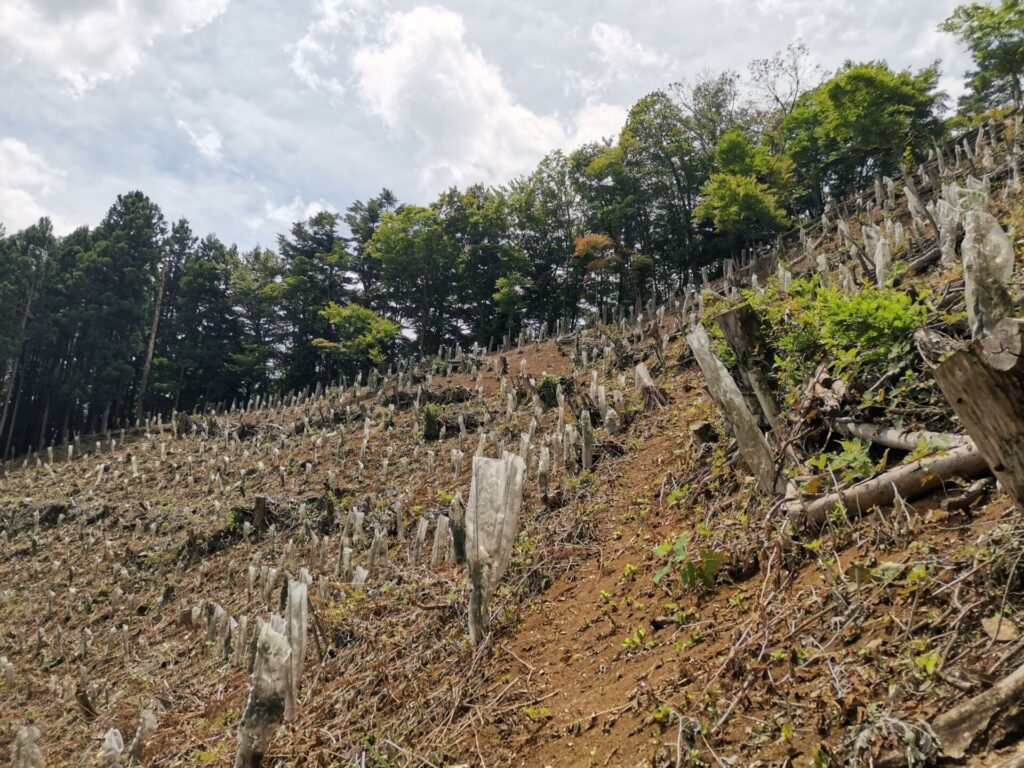 登山道