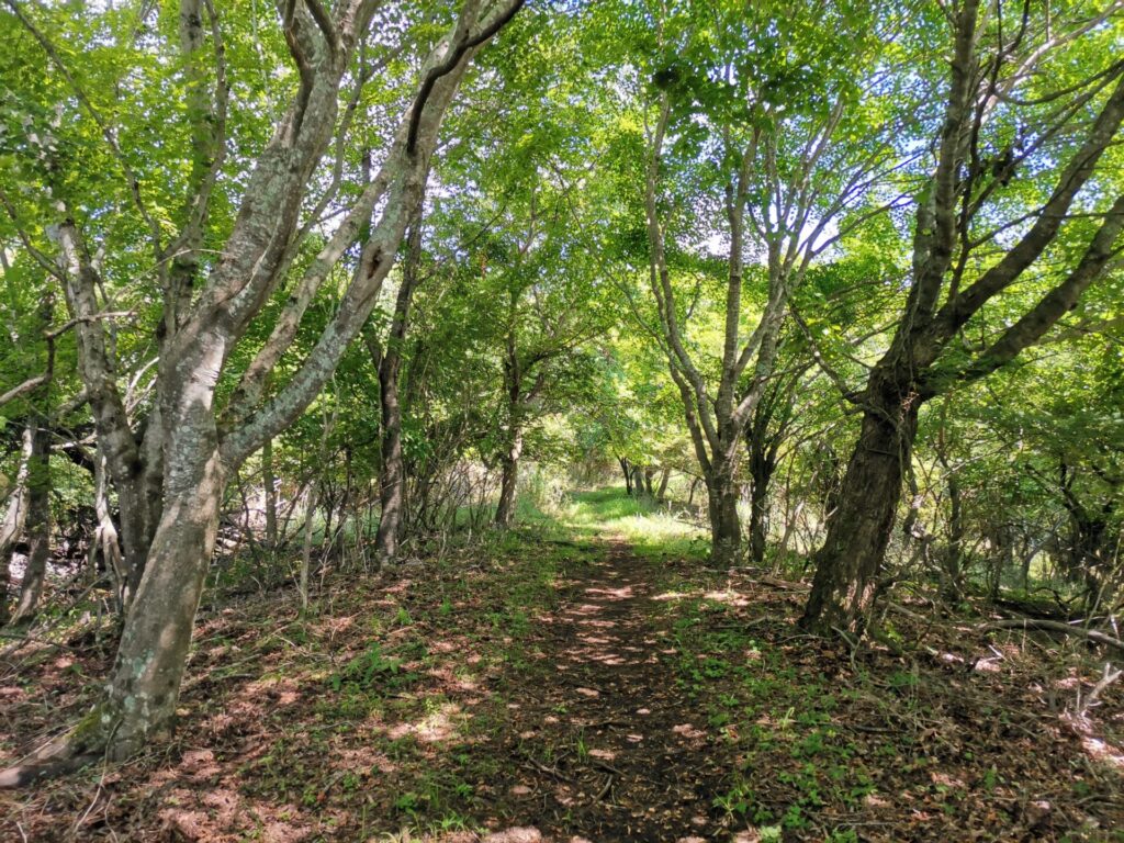 登山道