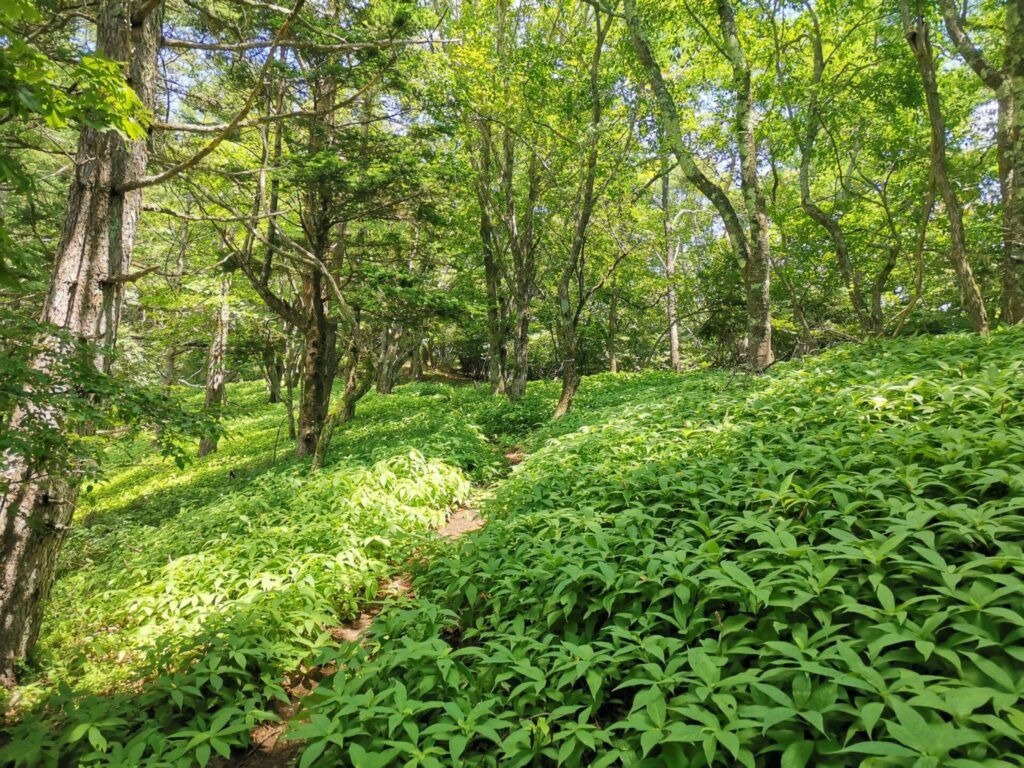 登山道