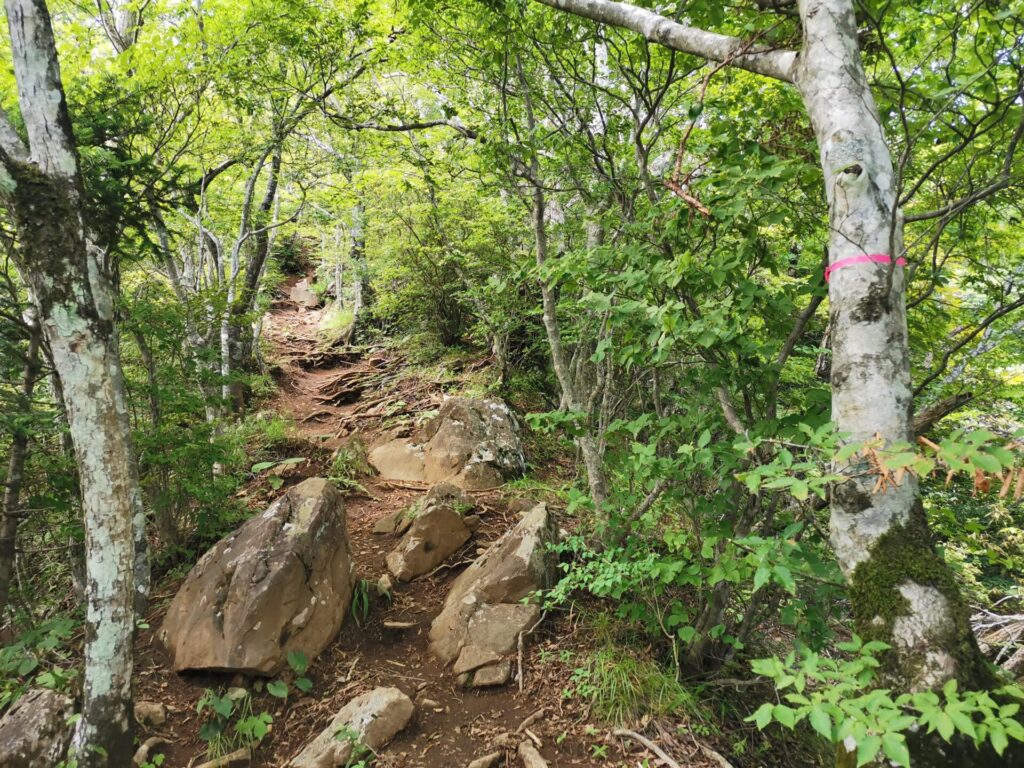 登山道