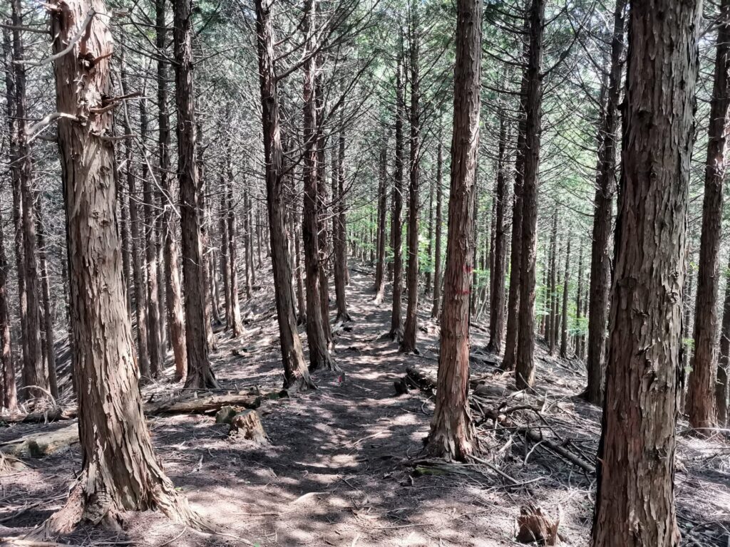 登山道