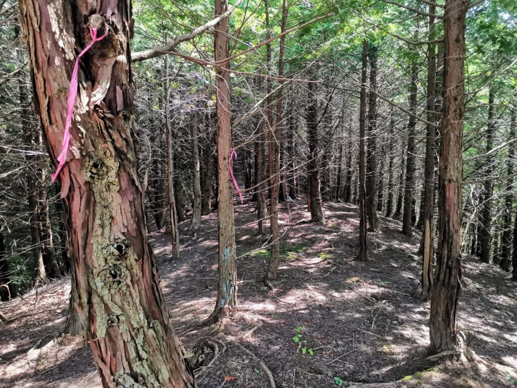 登山道