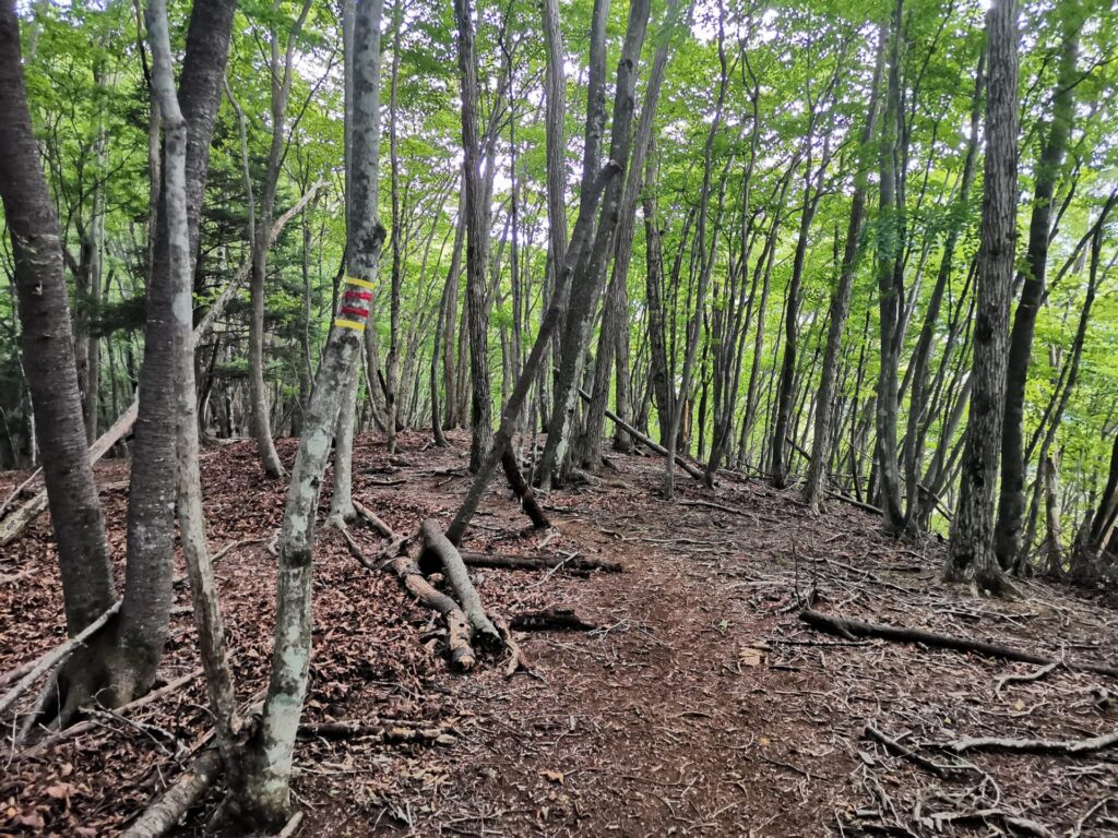 登山道