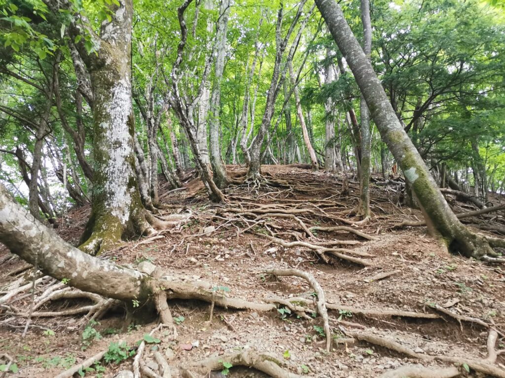 登山道 木の根