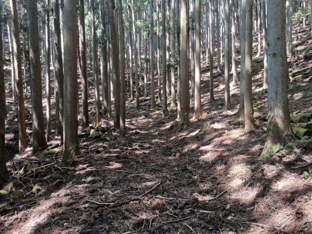 登山道