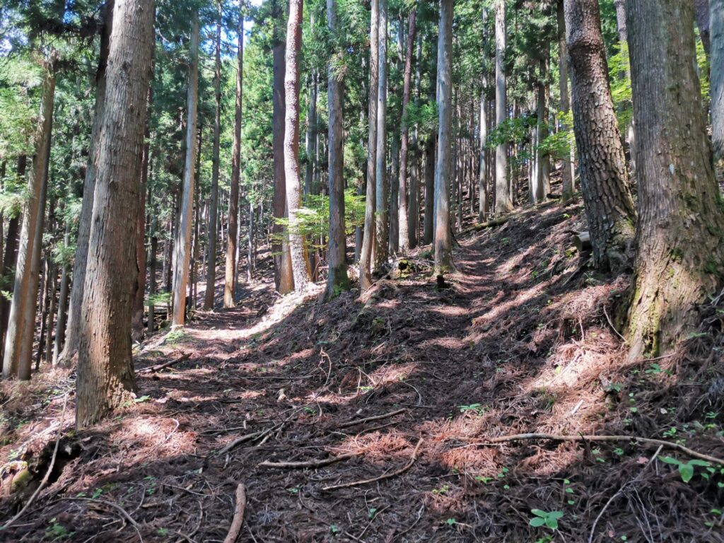 登山道 分岐