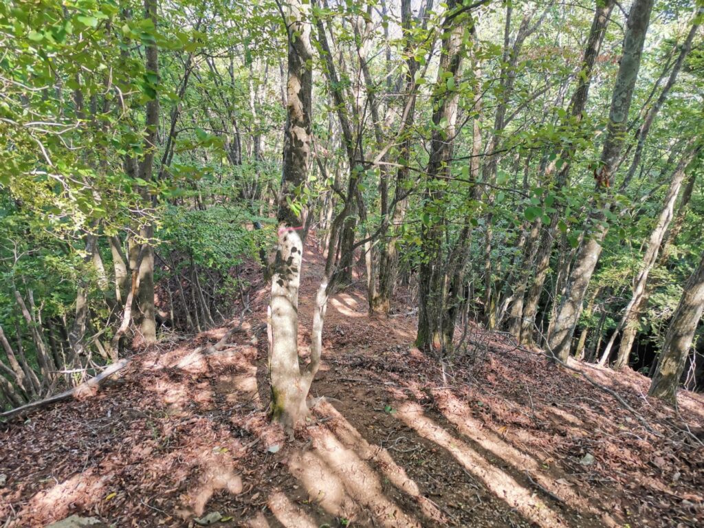 登山道 ピンクリボン