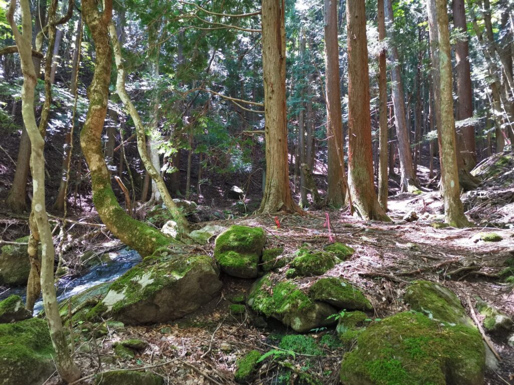 登山道 ピンクリボン