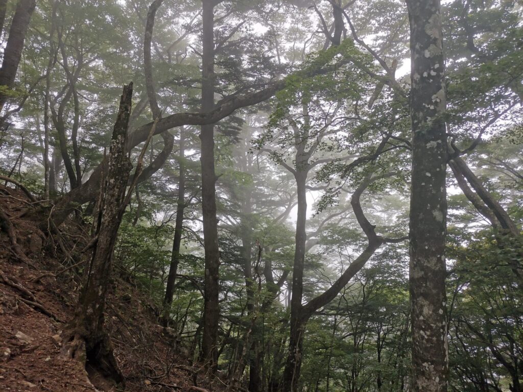 登山道 霧