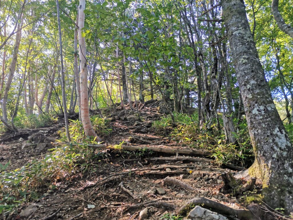 登山道