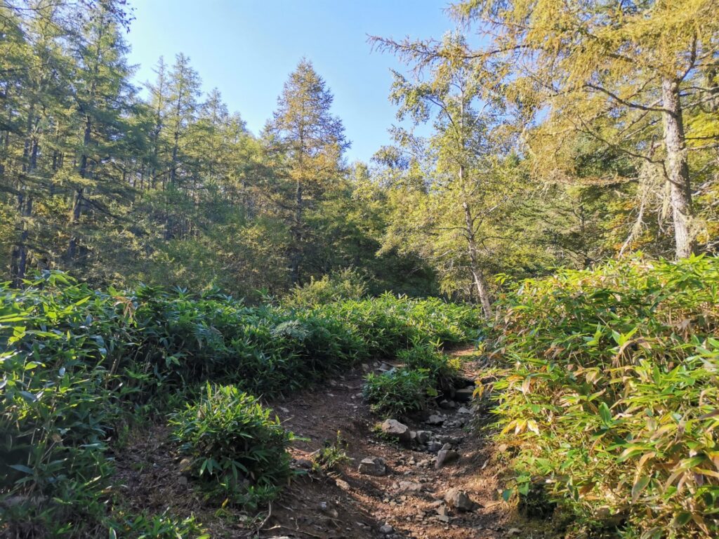 登山道 笹