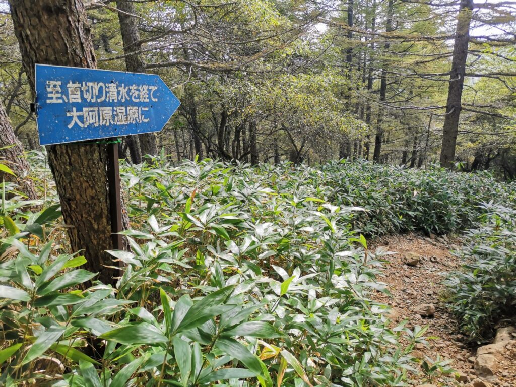 登山道 笹