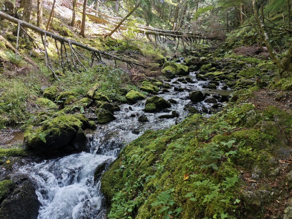 テイ沢