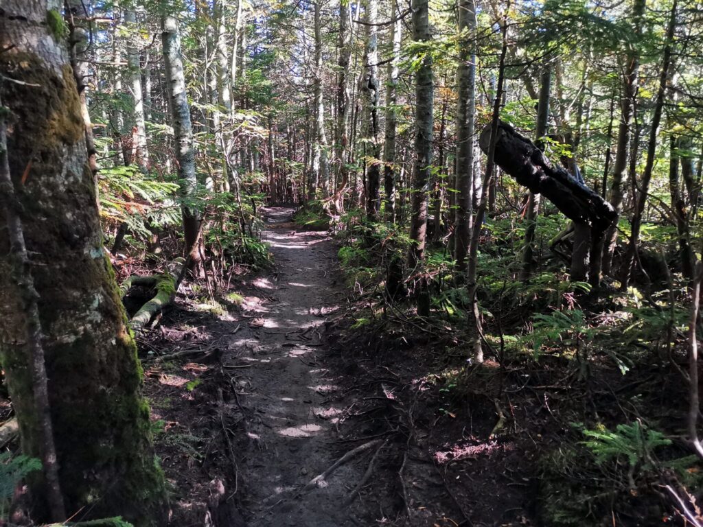 登山道