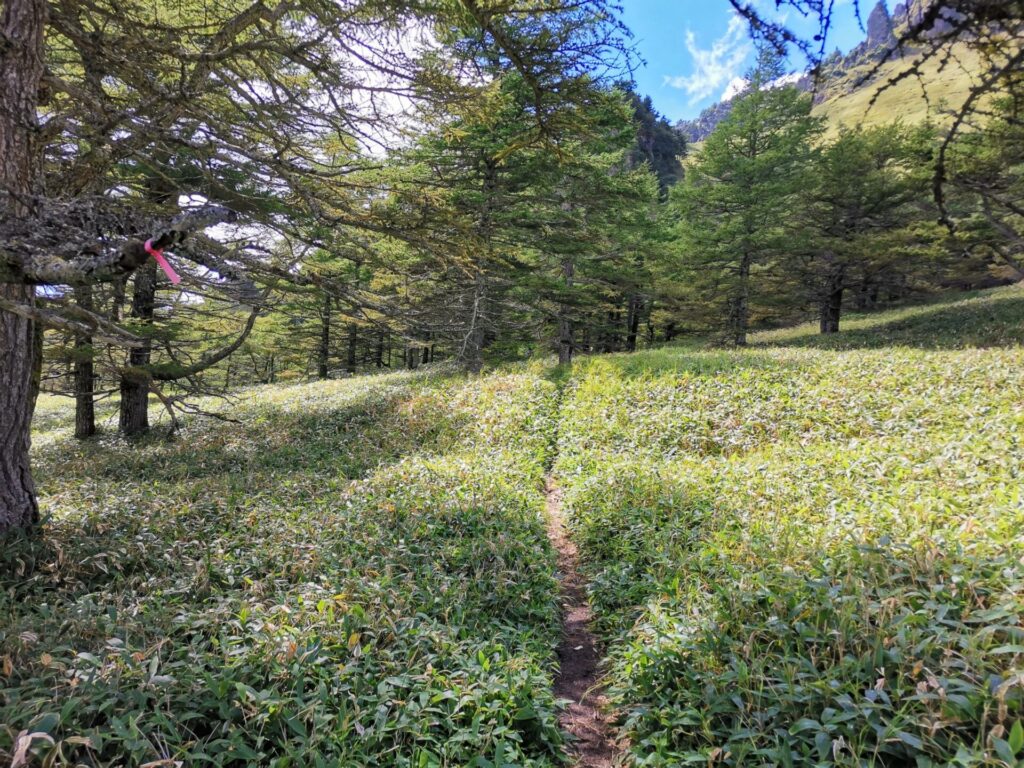 登山道