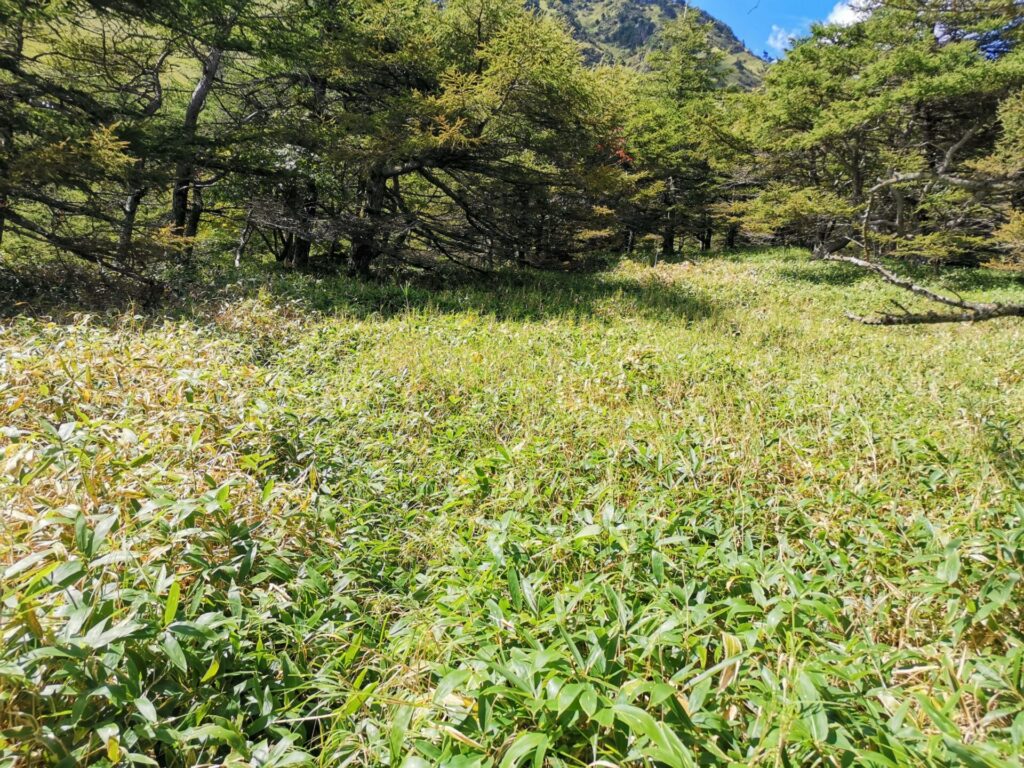 登山道