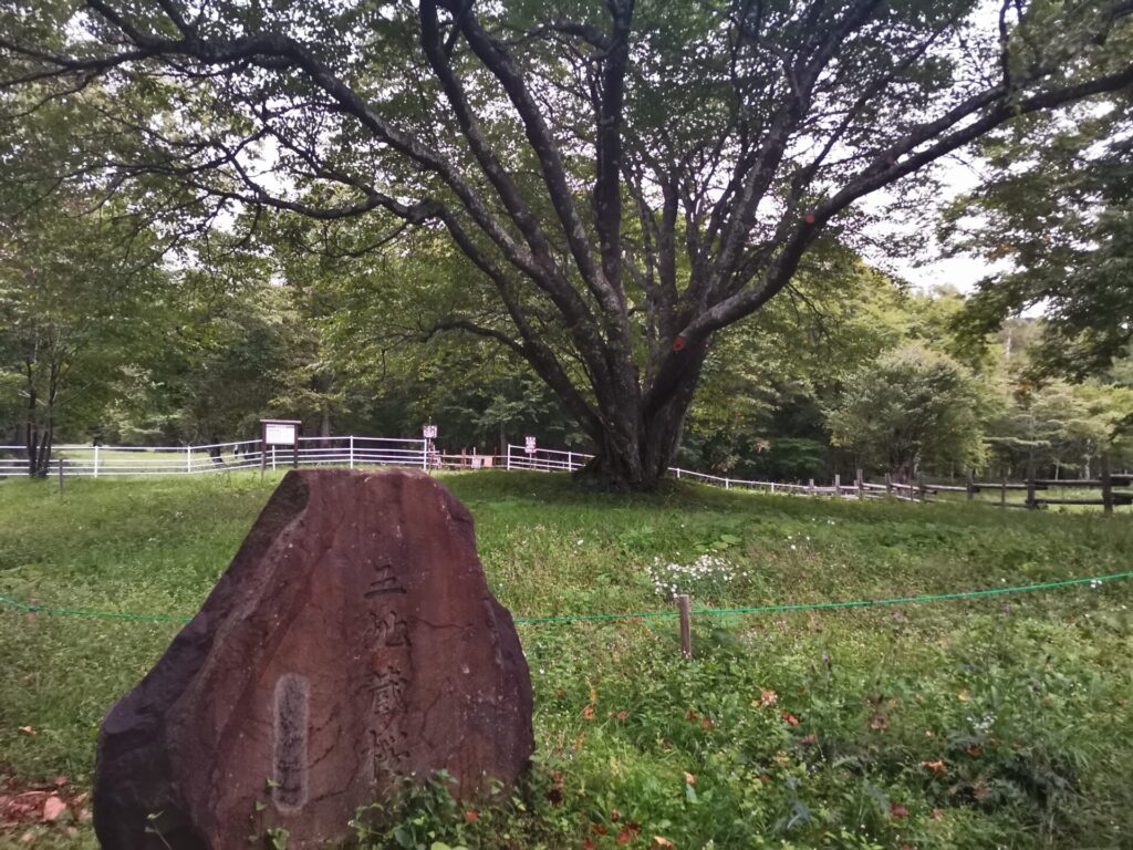 三地蔵桜