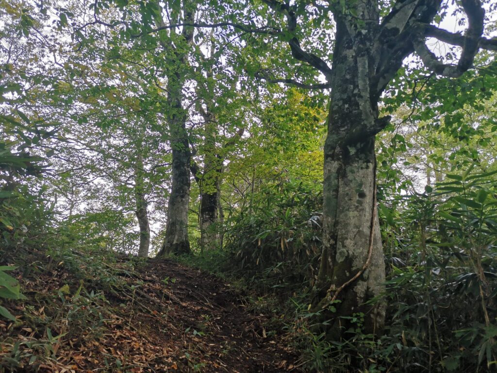 登山道