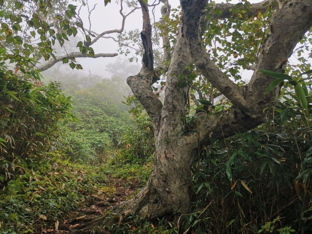 登山道 木