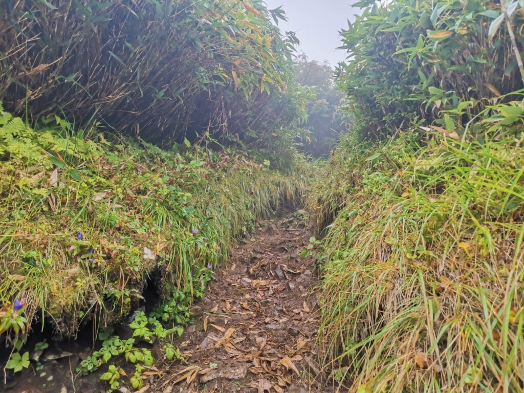 登山道