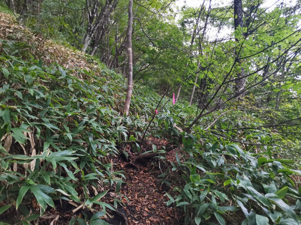 登山道