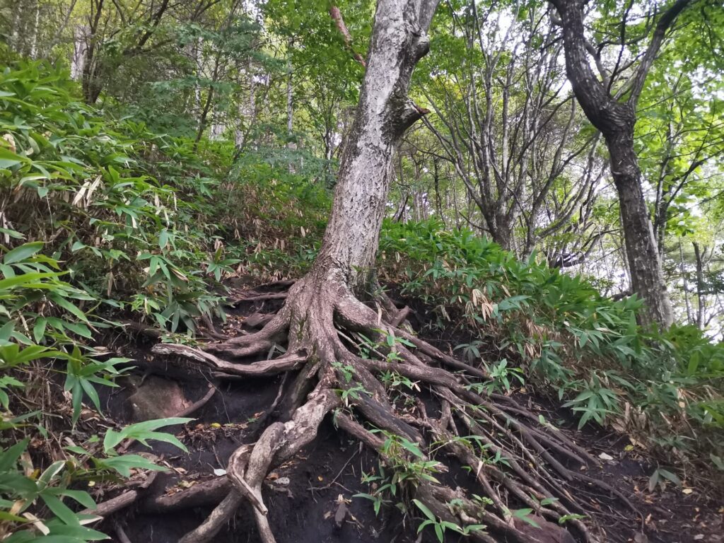 登山道 木