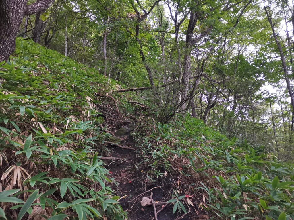 登山道