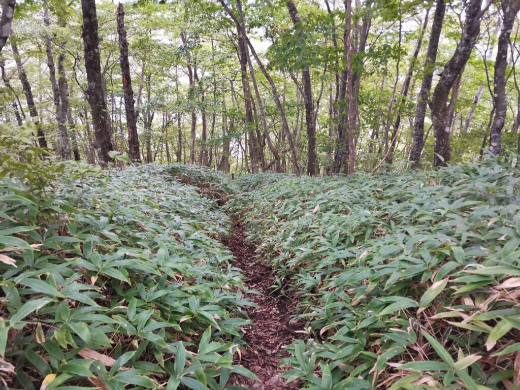 登山道