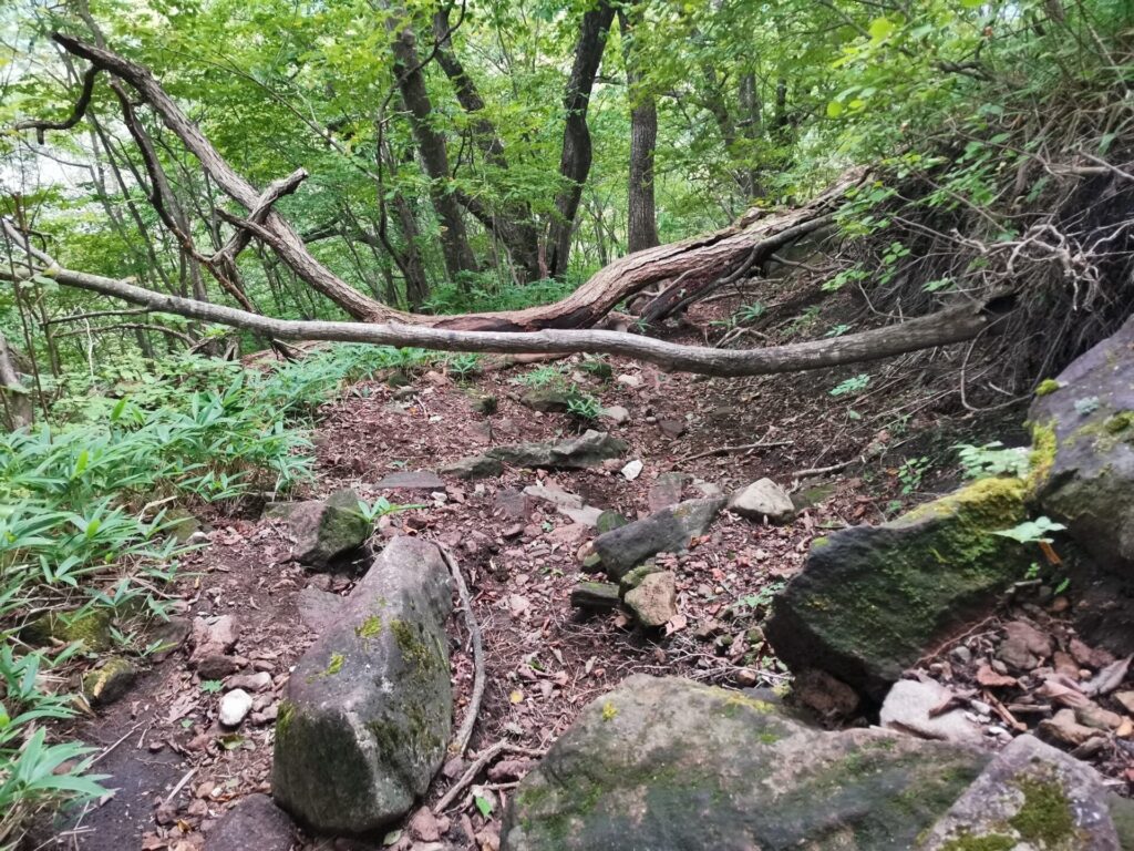 倒木 登山道