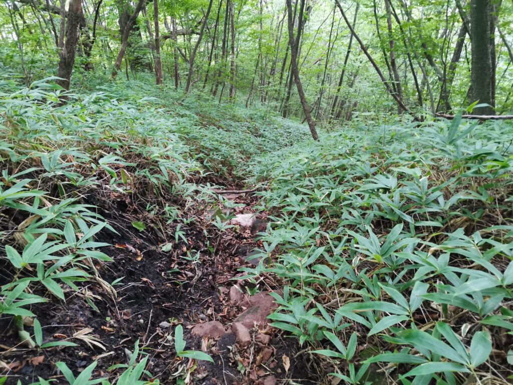 登山道