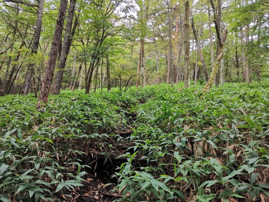 登山道 笹