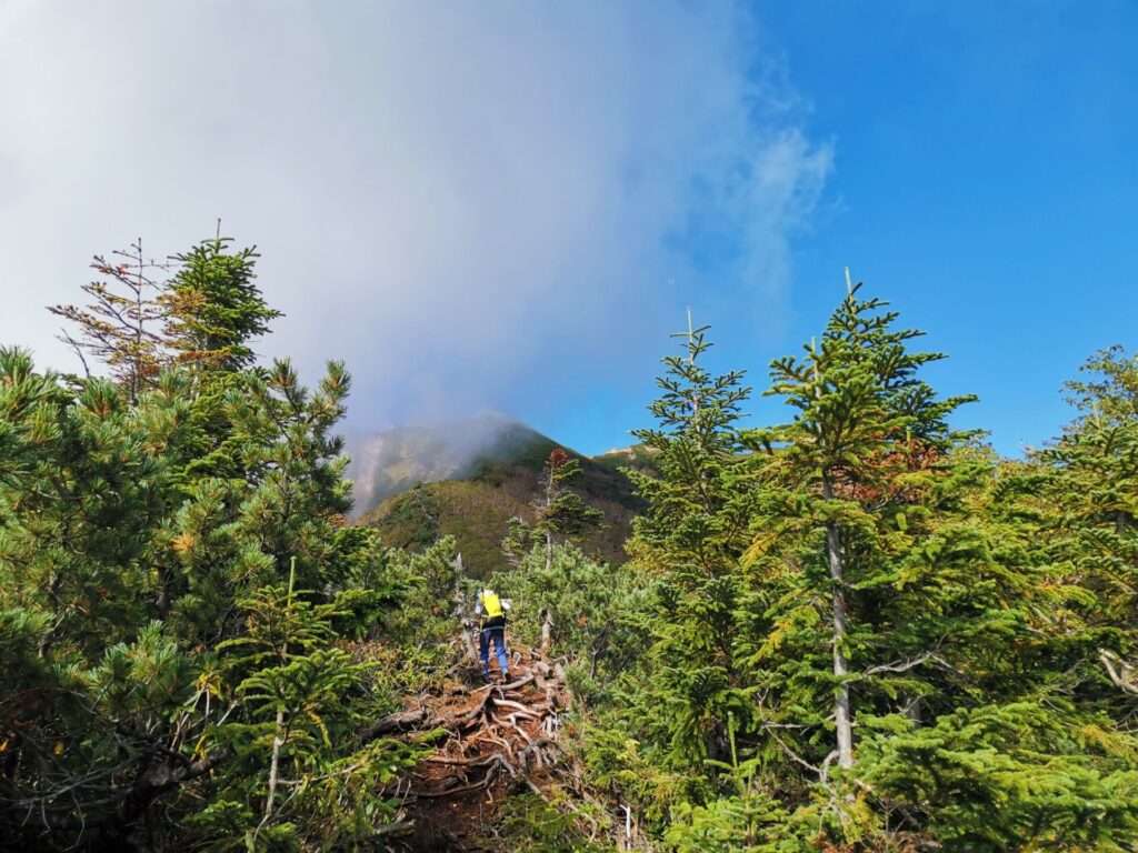 登山道 枯れ木