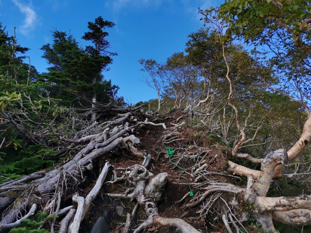 登山道 枯れ木