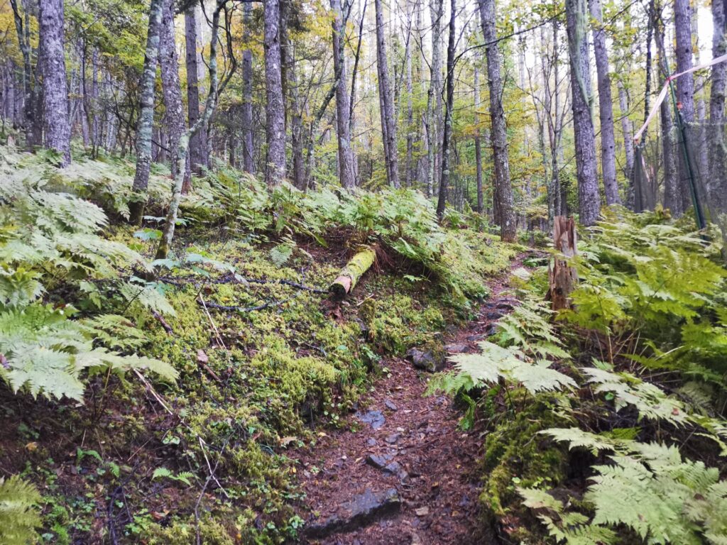 登山道