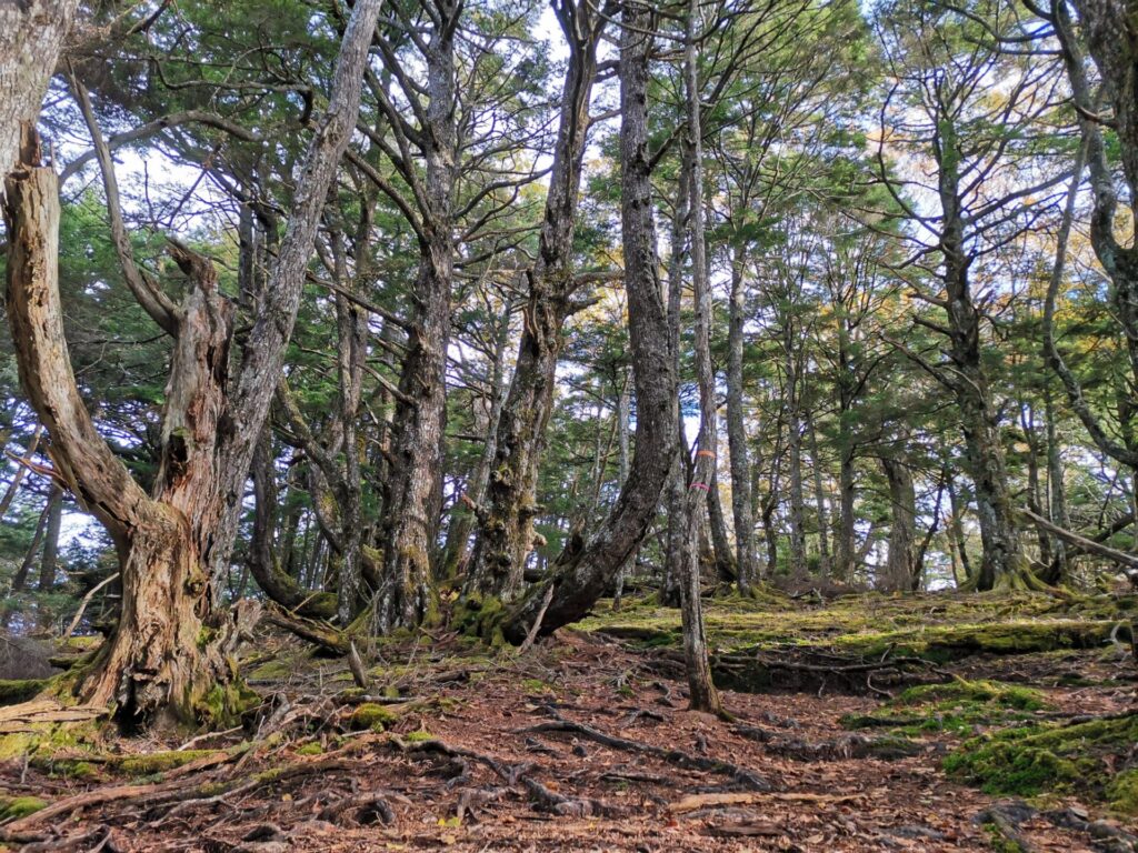 登山道