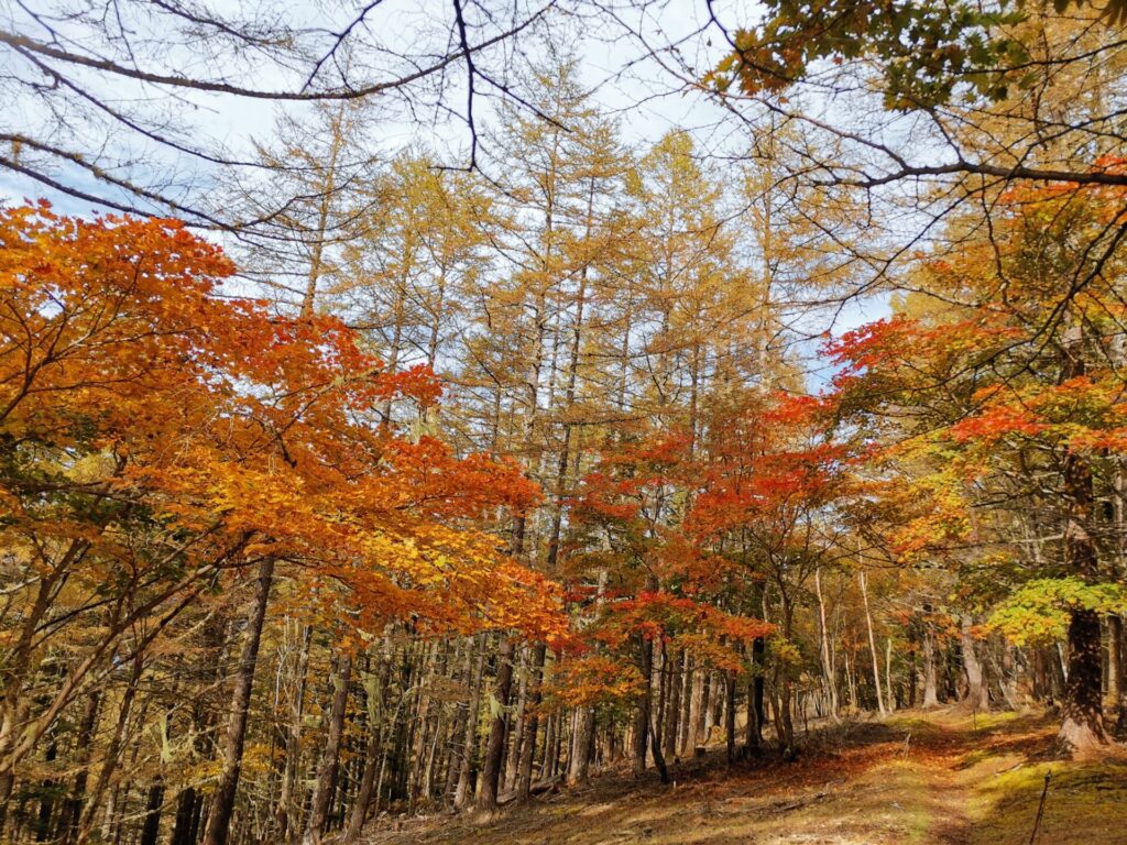 紅葉