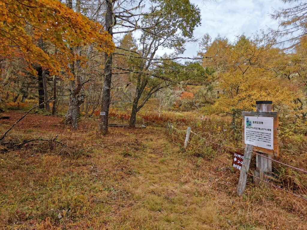 登山道