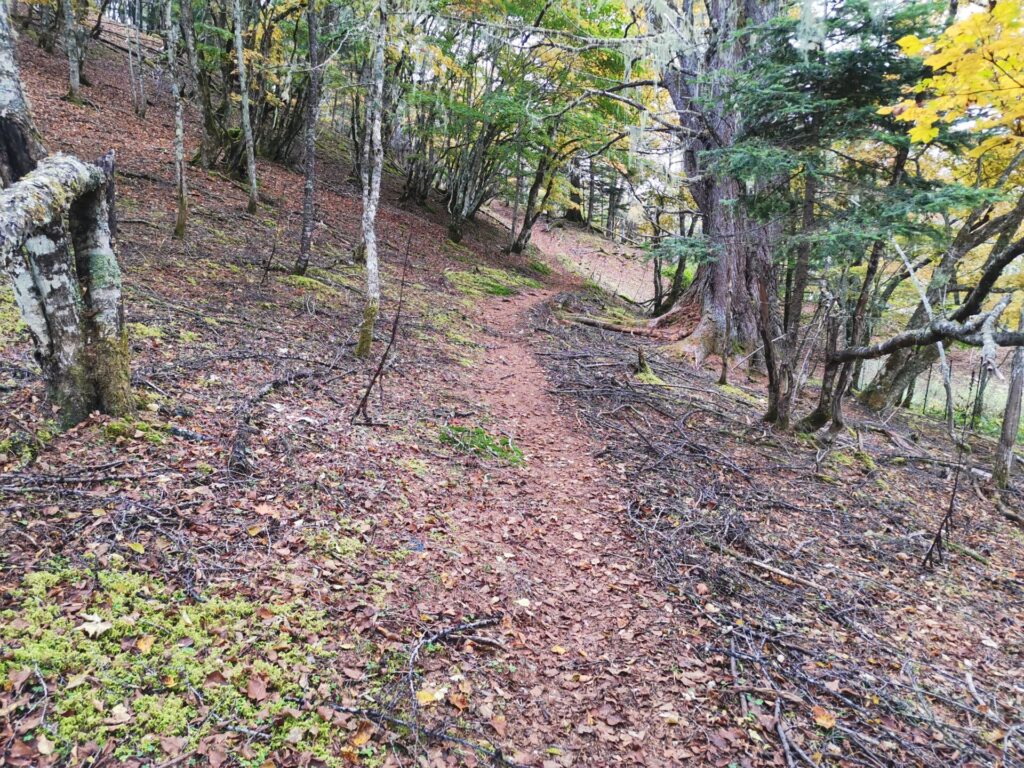 登山道