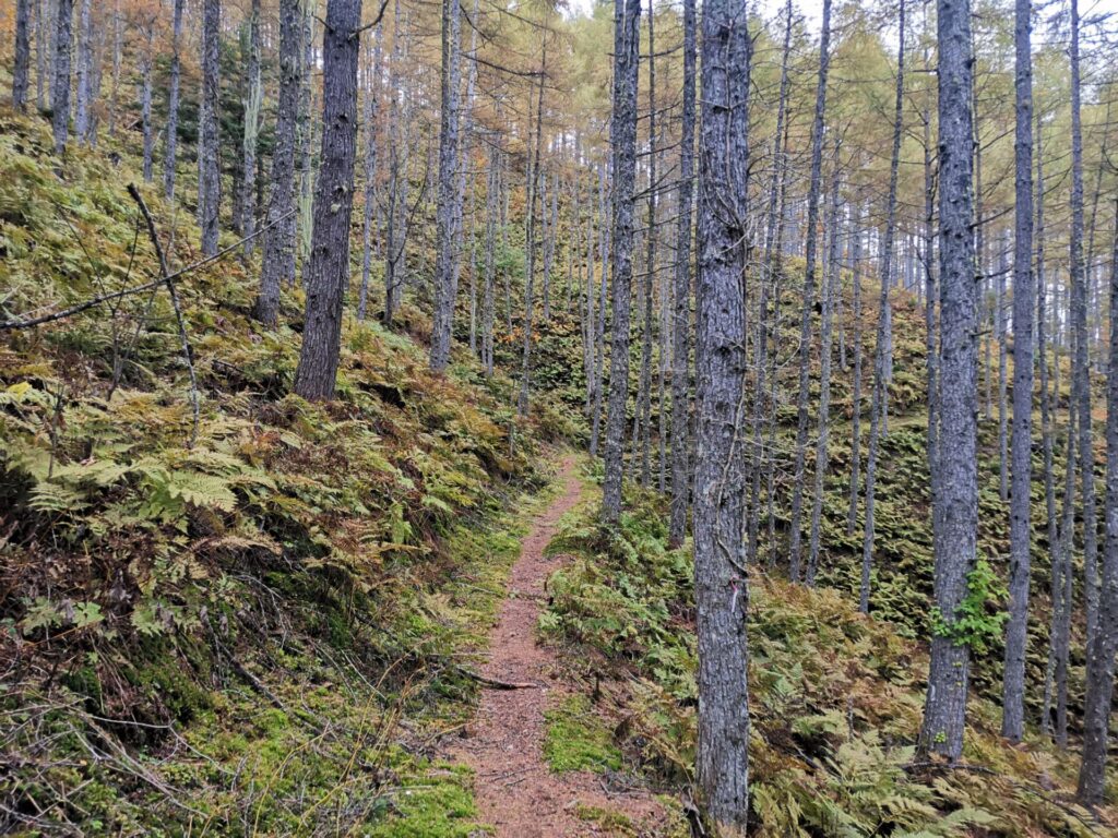 登山道