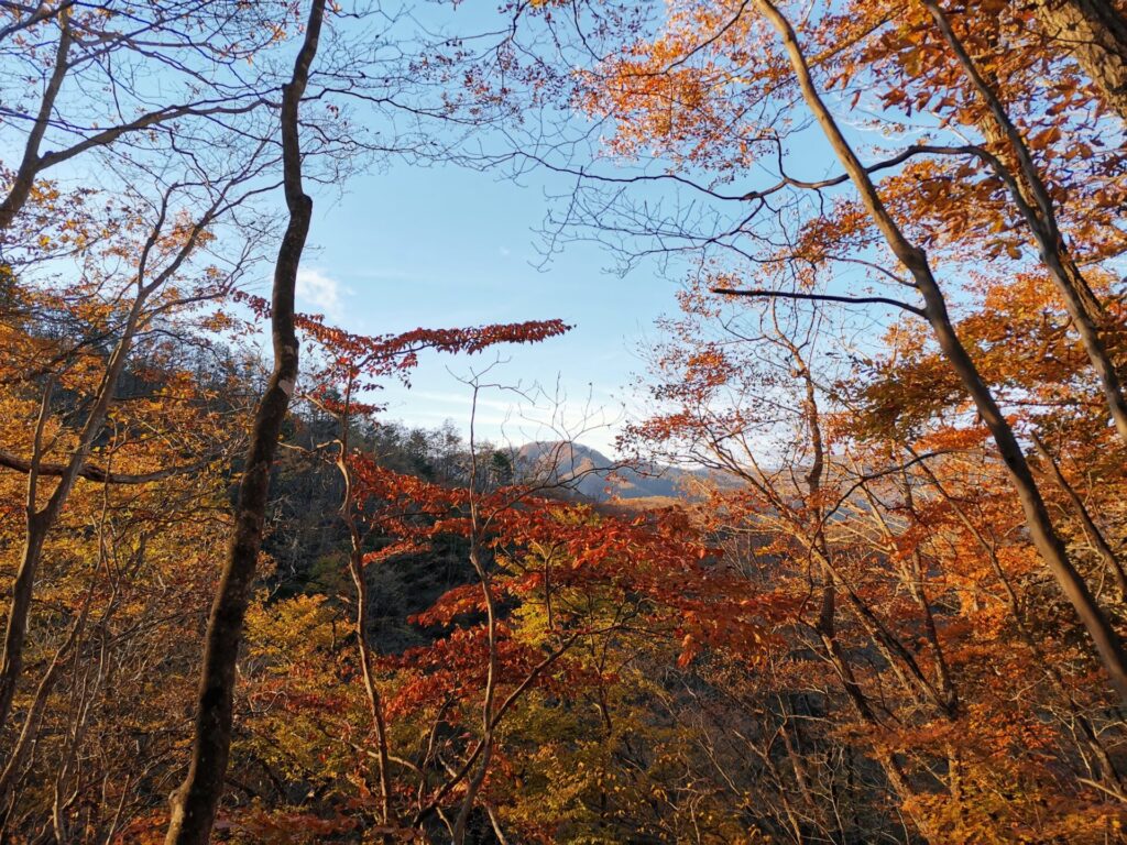 紅葉