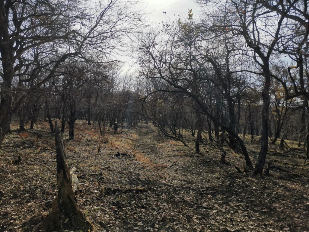 登山道