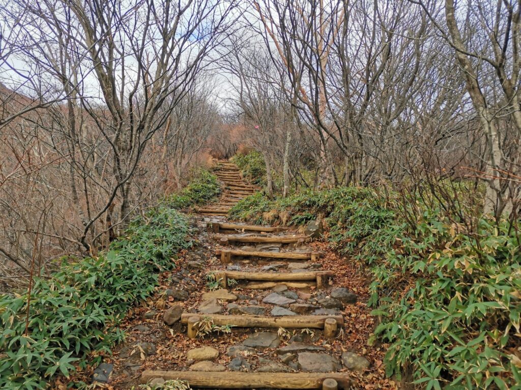 登山道 丸太