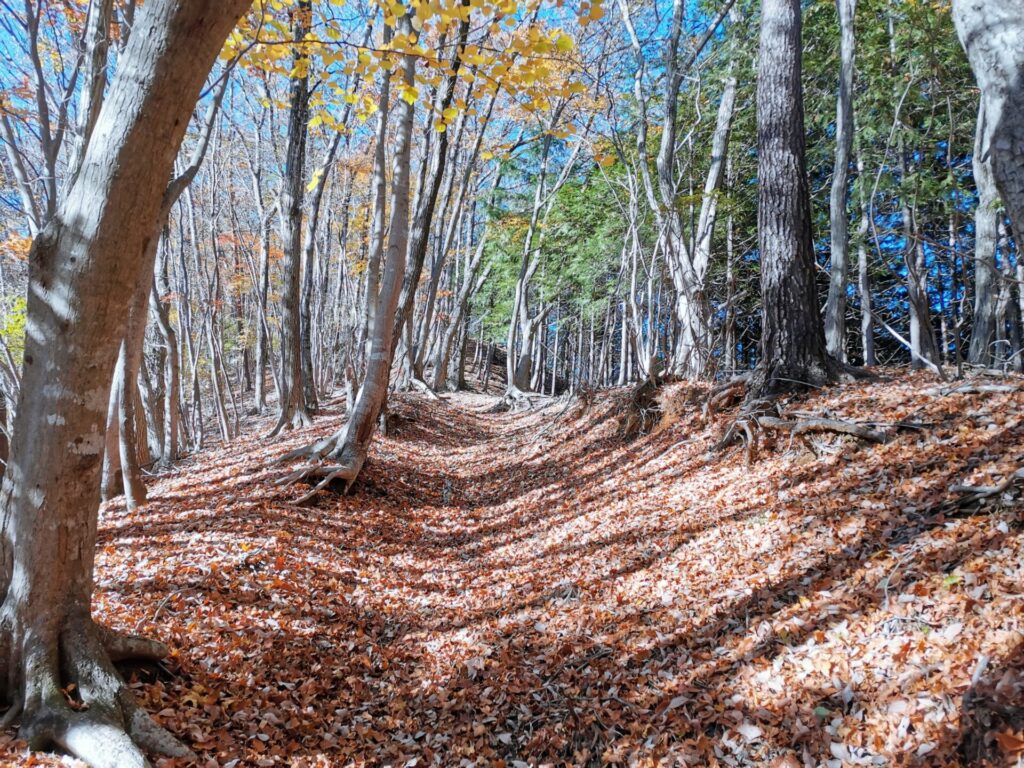 登山道 枯れ葉