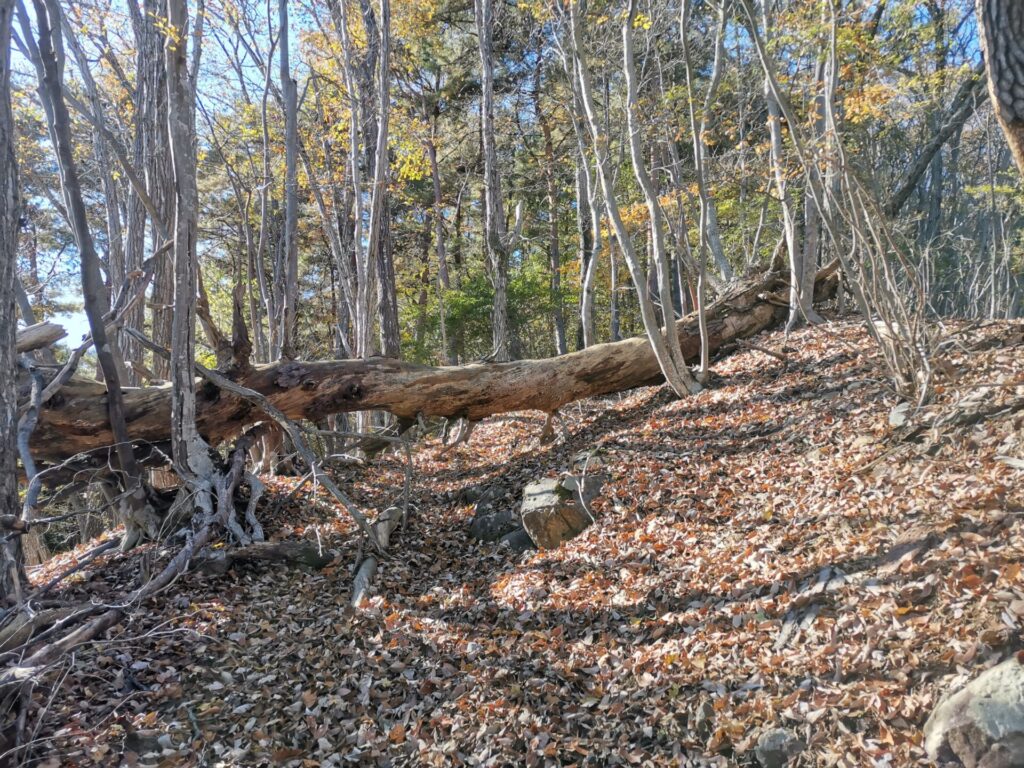 登山道 巨木