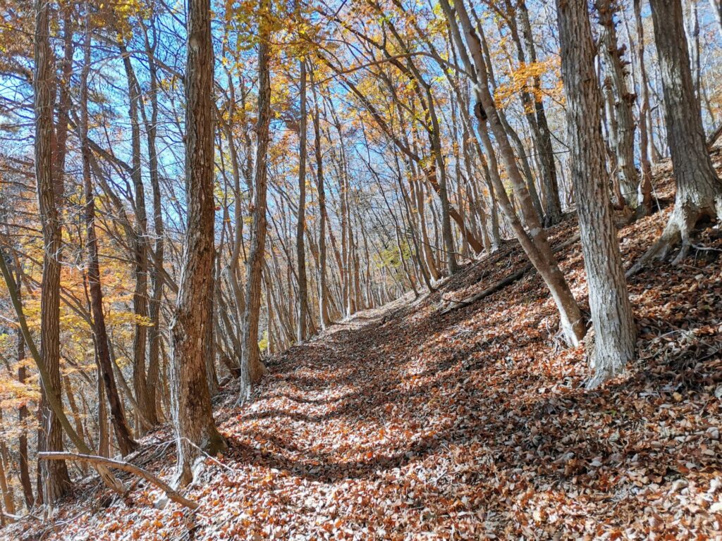 登山道 落ち葉