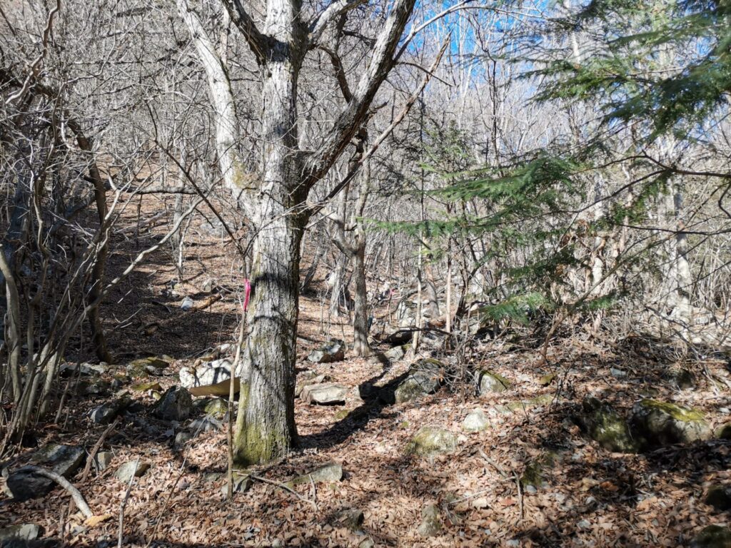 登山道 ピンクリボン