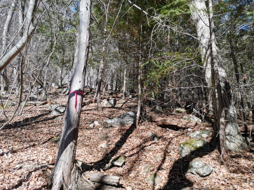 登山道 ピンクリボン