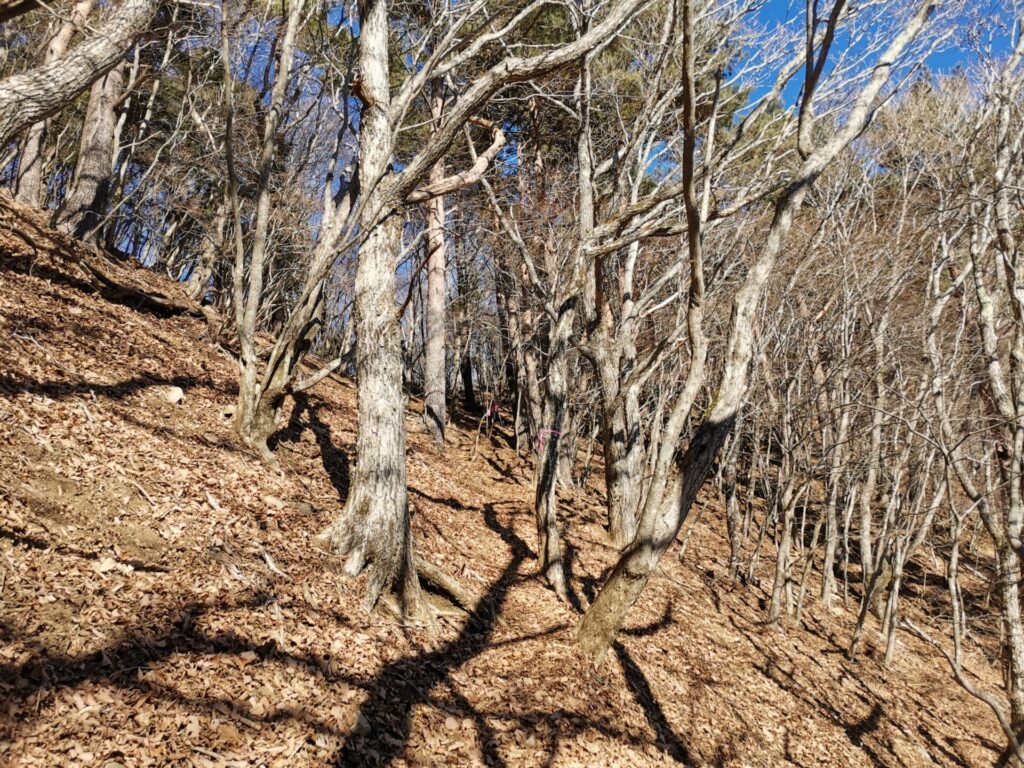 登山道