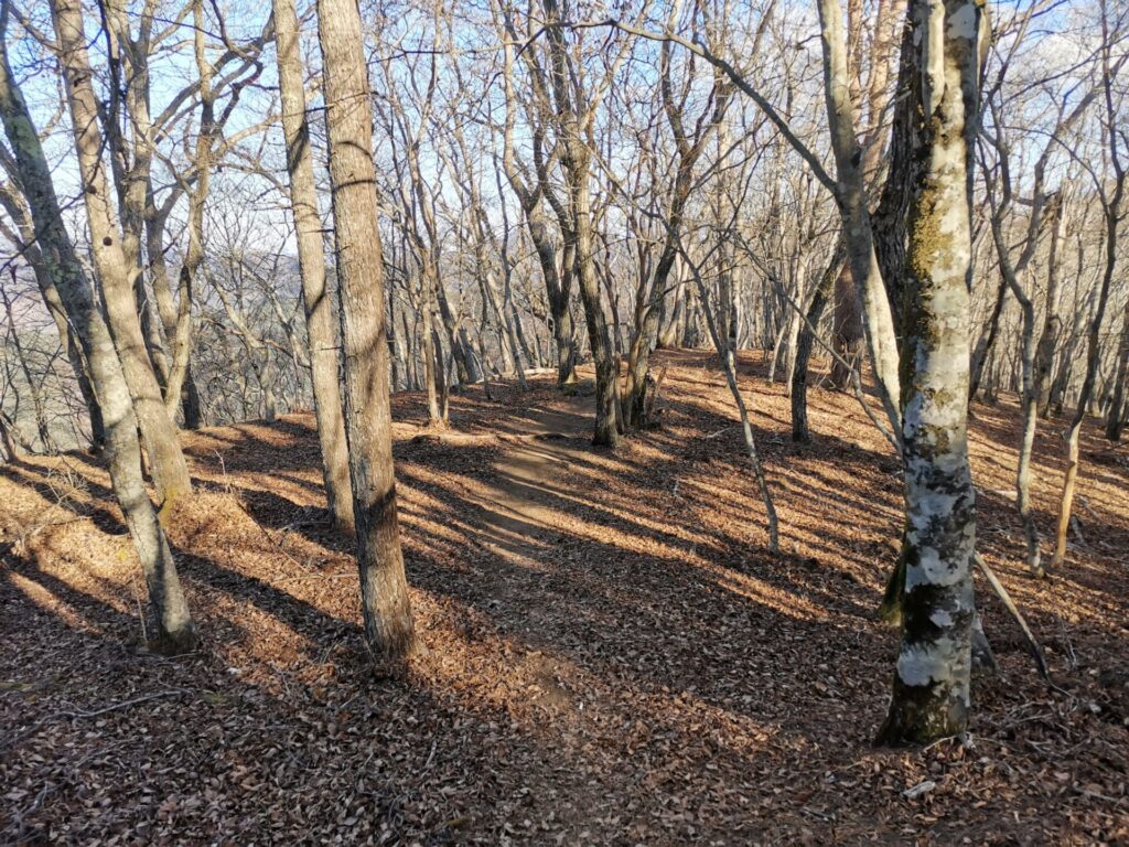 登山道